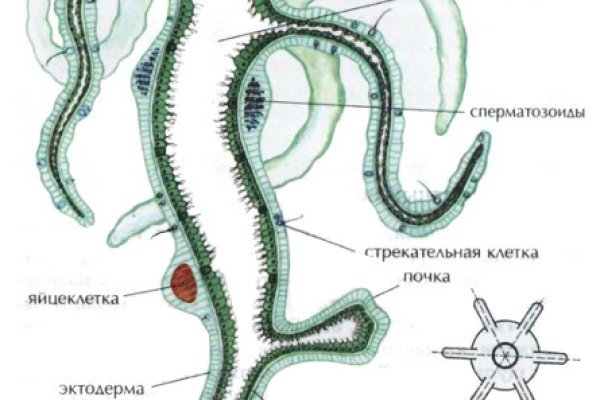 Кракена точка нет