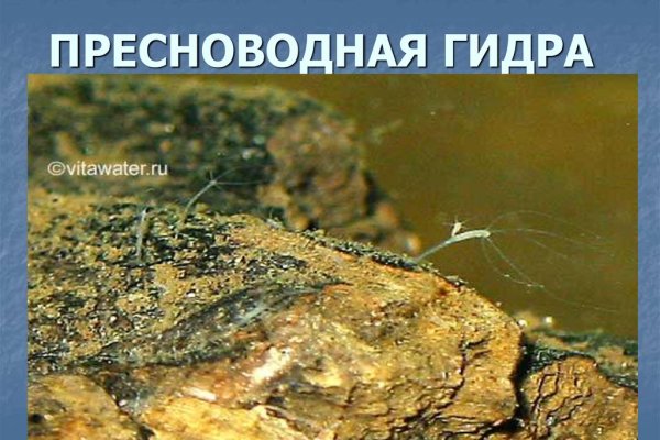 Кракен оф